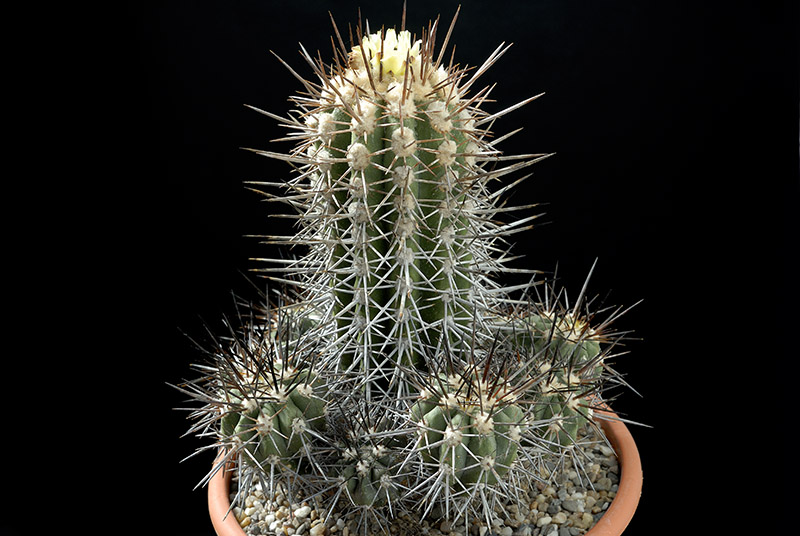 Copiapoa cuprea D.14 H. 16 € 110.00.jpg